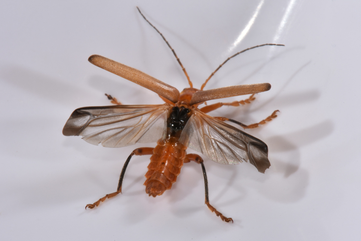 Cantharidae: Cantharis sp.?...Cantharis gr. pallida